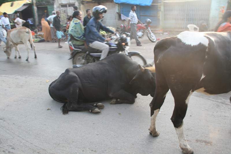 India & Nepal 2011 - 0738